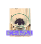 猫の癒しスタンプ（個別スタンプ：2）