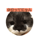 猫の癒しスタンプ（個別スタンプ：3）