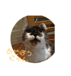 猫の癒しスタンプ（個別スタンプ：6）