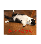 猫の癒しスタンプ（個別スタンプ：7）