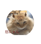 猫の癒しスタンプ（個別スタンプ：8）