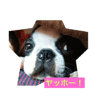 ボストンテリアのルーク（個別スタンプ：1）