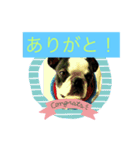 ボストンテリアのルーク（個別スタンプ：3）