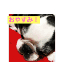 ボストンテリアのルーク（個別スタンプ：4）