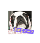 ボストンテリアのルーク（個別スタンプ：5）