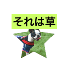 ボストンテリアのルーク（個別スタンプ：7）