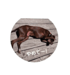 ツイッギーのつぶやき（個別スタンプ：4）