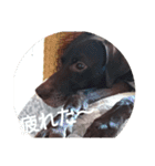 ツイッギーのつぶやき（個別スタンプ：9）
