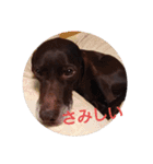 ツイッギーのつぶやき（個別スタンプ：16）