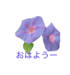 手書き風スタンプ  夏（個別スタンプ：1）