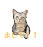 しょうま君（個別スタンプ：11）