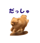 ポメのきーちゃん（個別スタンプ：2）