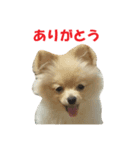 ポメのきーちゃん（個別スタンプ：4）
