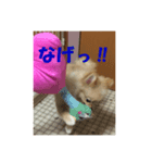 ポメのきーちゃん（個別スタンプ：7）