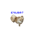 ポメのきーちゃん（個別スタンプ：8）
