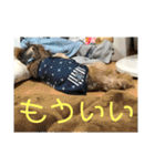 ぴょたん（個別スタンプ：21）