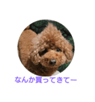 日常会話わんこ（個別スタンプ：7）