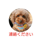 日常会話わんこ（個別スタンプ：10）