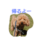 日常会話わんこ（個別スタンプ：12）