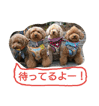 日常会話わんこ（個別スタンプ：13）