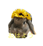 うさぎのナッツ 実写です（個別スタンプ：1）
