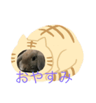 うさぎのナッツ 実写です（個別スタンプ：3）