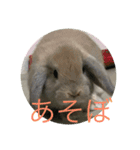 うさぎのナッツ 実写です（個別スタンプ：5）