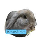 うさぎのナッツ 実写です（個別スタンプ：8）