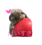 うさぎのナッツ 実写です（個別スタンプ：9）