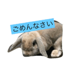 うさぎのナッツ 実写です（個別スタンプ：11）