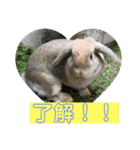 うさぎのナッツ 実写です（個別スタンプ：14）