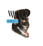 シュナウザー   てんてん（個別スタンプ：1）