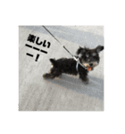 シュナウザー   てんてん（個別スタンプ：3）