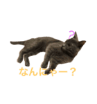 ニャーニャースタンプ（個別スタンプ：7）
