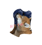 とら2ヶ月から（個別スタンプ：3）