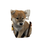 とら2ヶ月から（個別スタンプ：6）
