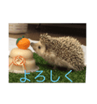 ロールくんの日常（個別スタンプ：6）