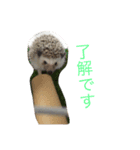 ロールくんの日常（個別スタンプ：13）