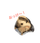 ロールくんの日常（個別スタンプ：16）