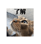 パトラとチョビ太（個別スタンプ：9）