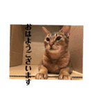 パトラとチョビ太（個別スタンプ：11）