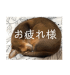 パトラとチョビ太（個別スタンプ：12）