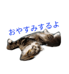のんちゃんがいっぱい（個別スタンプ：1）