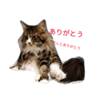 のんちゃんがいっぱい（個別スタンプ：4）