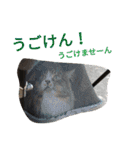 のんちゃんがいっぱい（個別スタンプ：6）