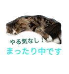 のんちゃんがいっぱい（個別スタンプ：9）