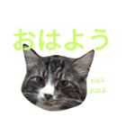 のんちゃんがいっぱい（個別スタンプ：10）