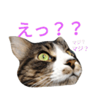 のんちゃんがいっぱい（個別スタンプ：11）