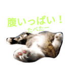 のんちゃんがいっぱい（個別スタンプ：14）