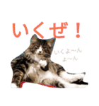 のんちゃんがいっぱい（個別スタンプ：15）